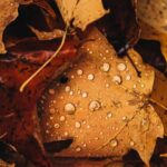 IMG-20240131-WA0001
